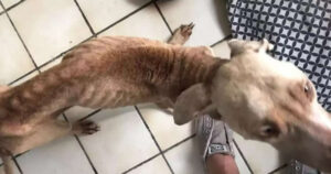 Salta una recinzione e “ruba” un cucciolo per salvargli la vita, era ridotto pelle ed ossa