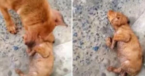 Cagnolina non smette di piangere accanto al suo cucciolo maltrattato che non respira (VIDEO)