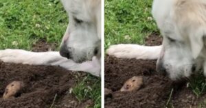 Cagnolina fa le sue passeggiate al parco, non torna a casa se non ha salutato le amiche talpe (VIDEO)