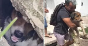 Cucciolo di cane intrappolato nelle fogne attende 18 ore prima di essere salvato da un passante (VIDEO)