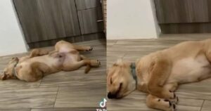 Golden Retriever rischia la vita a causa di un gesto che indigna il Web (VIDEO)