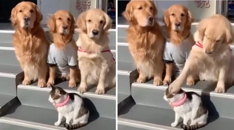 cagnolini e gattino in posa