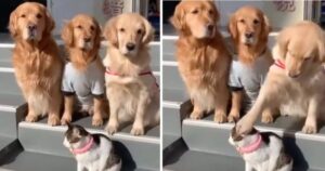 Al momento della “foto di famiglia” i Golden Retriever rimproverano il gattino irrequieto (VIDEO)