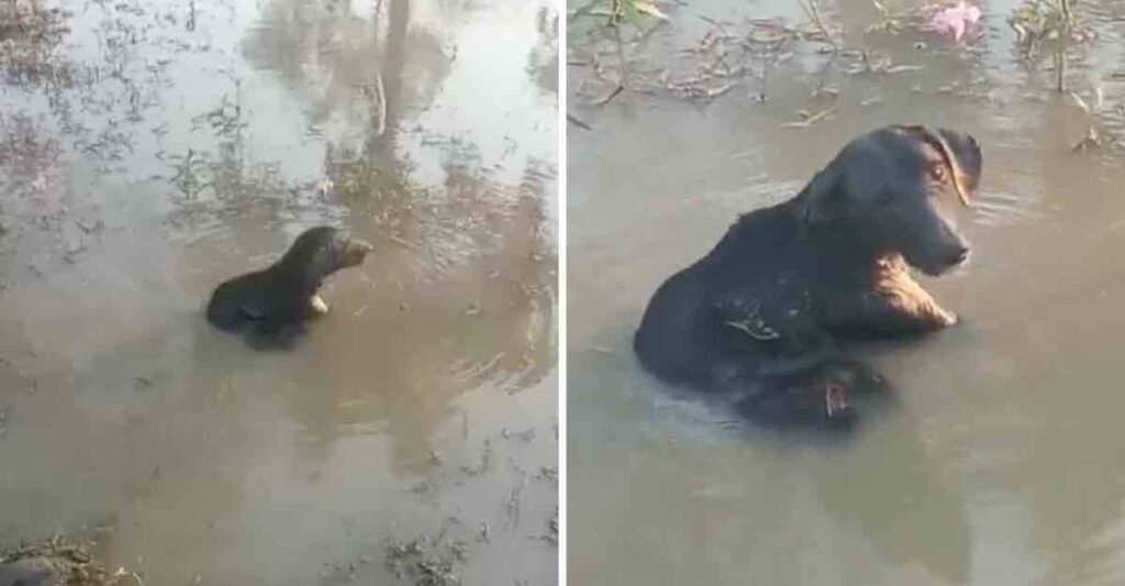 cagnolino gettato nel lago Messico