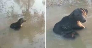 Cagnolino è stato picchiato e gettato in un lago. Dopo giorni, non aveva la forza di uscire da solo (VIDEO)