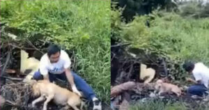 Cagnolina incinta abbandonata viene ritrovata poco prima del parto in pessime condizioni (VIDEO)