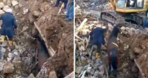 Cavallo viene estratto vivo dalle macerie del terremoto. È sopravvissuto per quasi un mese (VIDEO)