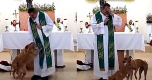 Due cagnolini irrompono durante la messa e il prete è imbarazzato per il loro comportamento “inappropriato”