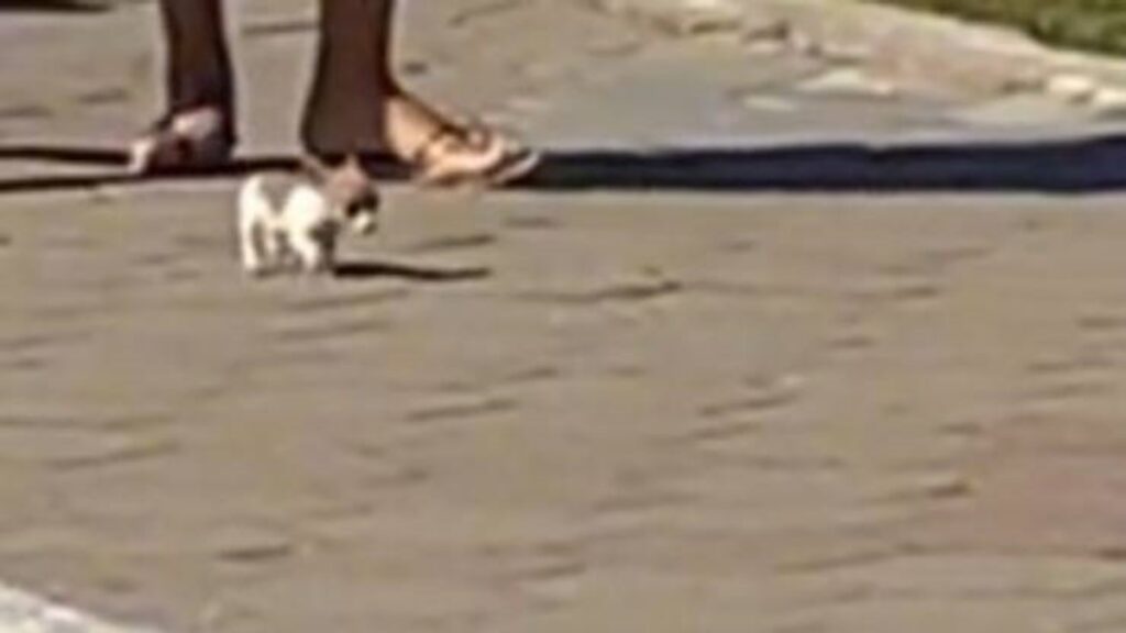 chihuahua minuscolo che cammina