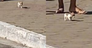 Chihuahua minuscolo e dolcissimo, esiste sul serio (VIDEO)