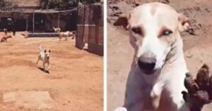 Cagnolino cieco corre dal suo salvatore ogni volta che sente la sua voce al rifugio (VIDEO)
