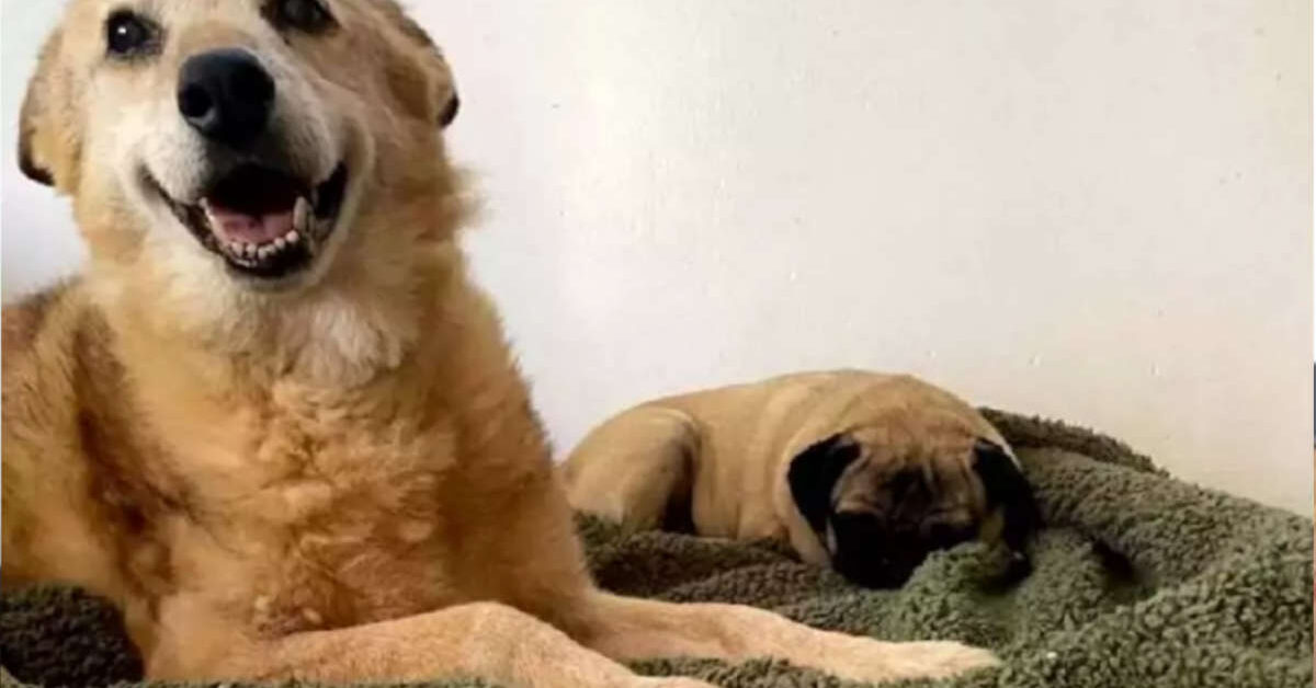 Cagnolino ha trascorso 14 anni in un rifugio vede la sua nuova cuccia ...