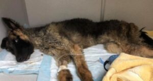 Cagnolina abbandonata dentro un sacco della spazzatura viene salvata miracolosamente da un passante