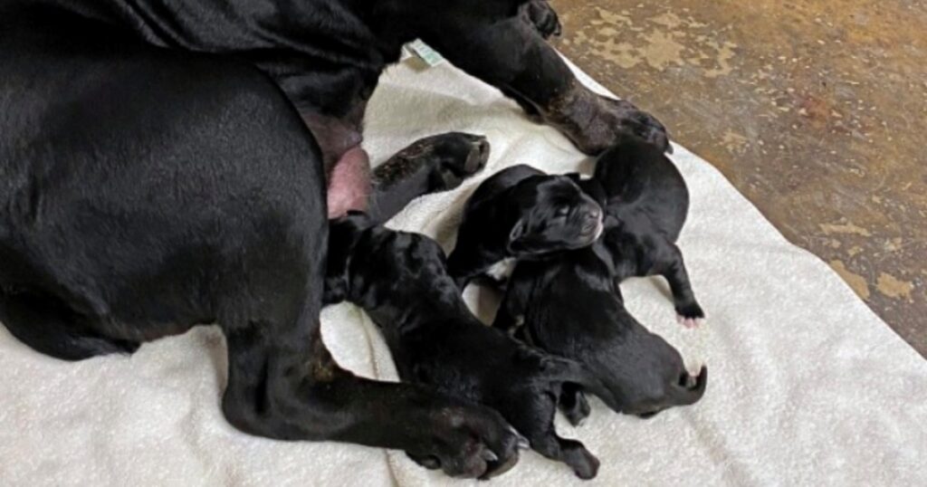 cuccioli abbandonati