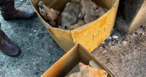 Cuccioli ritrovati accanto dei cassonetti dentro delle scatole con scritto ‘Natale’