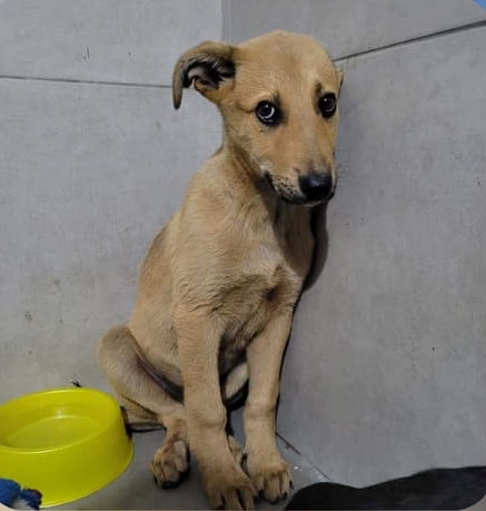 cucciolo palito salvato dalla discarica