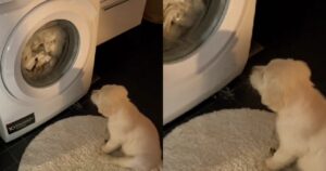 Cucciolo di Golden Retriever è legato alla sua copertina