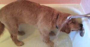 Golden Retriever cucciolo fa il bagno da solo e il filmato diventa virale (VIDEO)