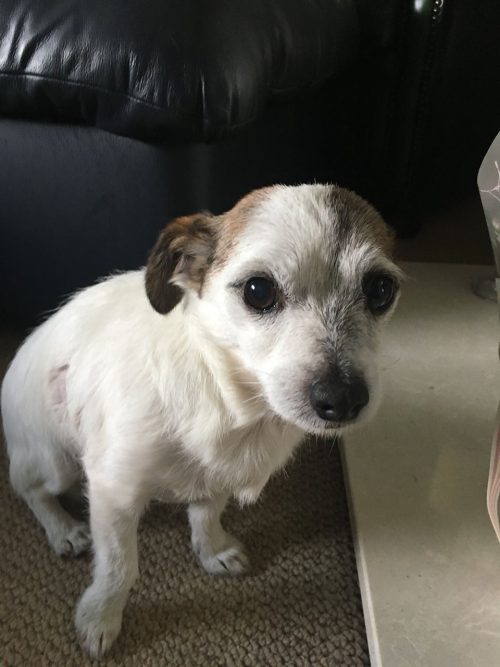 cagnolino neville jack russell