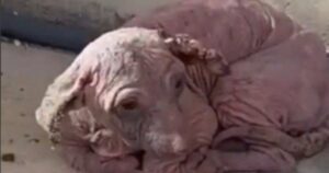 Cucciolo trovato pelle ed ossa, oggi è irriconoscibile (VIDEO)