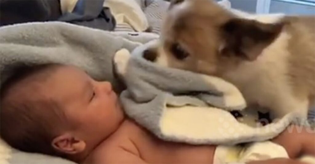 cucciolo si avvicina al neonato e lo copre con coperta