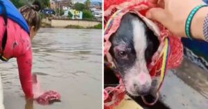 Cagnolino era stato gettato nel fiume dentro un sacco della spazzatura (VIDEO)