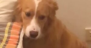 Cucciolo dopo aver distrutto un cuscino si nasconde dalla sua padrona (VIDEO)