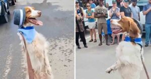 Cagnolino ha perso una zampa ma impara a camminare come le persone: diventa l’attrazione della parata (VIDEO)