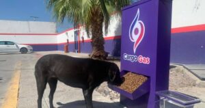 Stazione di servizio installa distributori di cibo ed acqua per i cuccioli senzatetto (VIDEO)