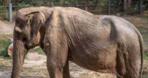 Elefante dopo aver trasportato turisti per 25 anni rimane con la schiena danneggiata