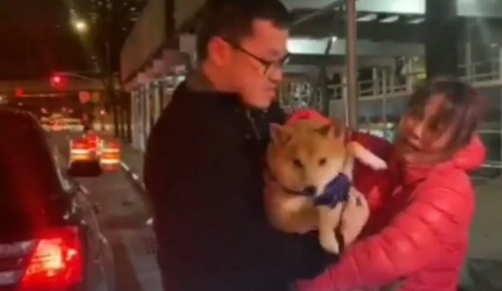 ferma il traffico e salva Shiba Inu New York