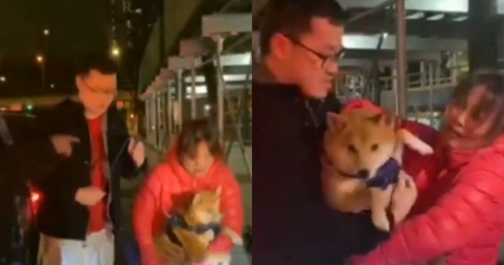 ferma il traffico e salva Shiba Inu New York