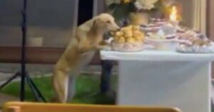 Cagnolino ruba tutto il cibo ad una festa a scapito degli invitati: il gesto lascia tutti senza parole (VIDEO)