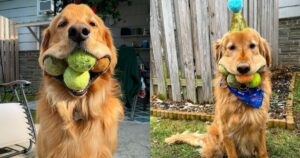 Golden Retriever ha battuto il record del numero di palline da tennis mantenute in bocca (VIDEO)