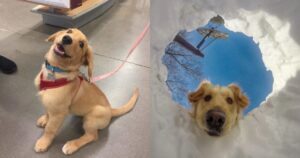 13 foto di Golden Retriever