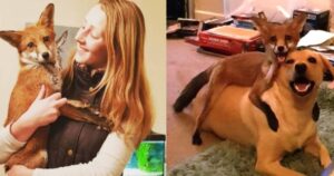 Volpe orfanella è stata accolta in casa ed è diventata la migliore amica di ben quattro cagnoloni (VIDEO)