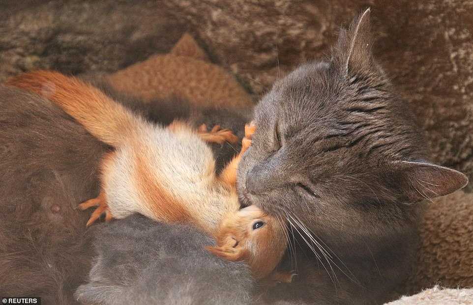 mamma gatta scoiattoli