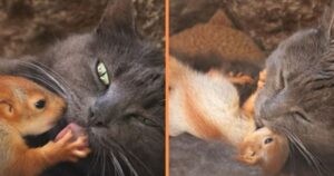Quattro scoiattoli orfani trovano l’amore molto speciale di mamma gattina (VIDEO)