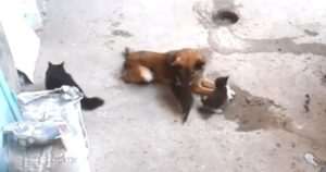 Gattina incontra l’amico cagnolino per presentargli i suoi cuccioli, la scena è incredibile (VIDEO)