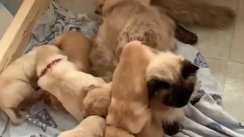 Max il gatto protegge la cucciolata di Golden Retriever