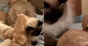 Gattino protegge una cucciolata di Golden Retriever come farebbe una mamma (VIDEO)