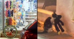 Gattino randagio entra in un negozio e ruba un peluche per utilizzarlo come giocattolo e combattere la solitudine (VIDEO)