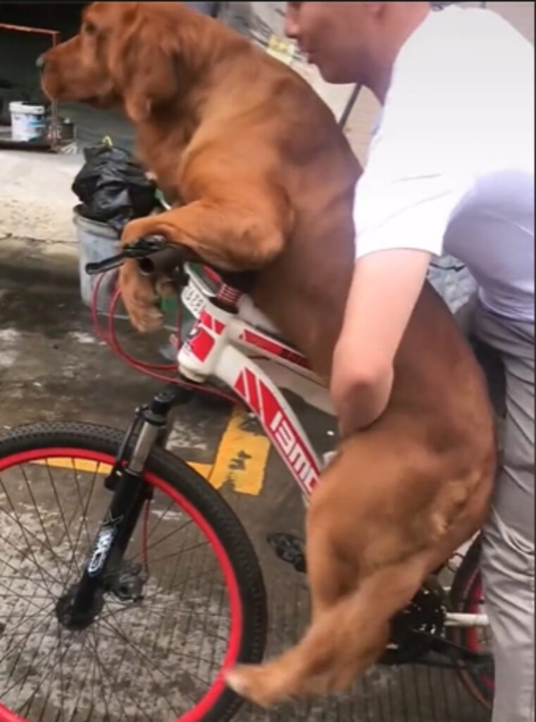 cane e uomo fanno giro in bici