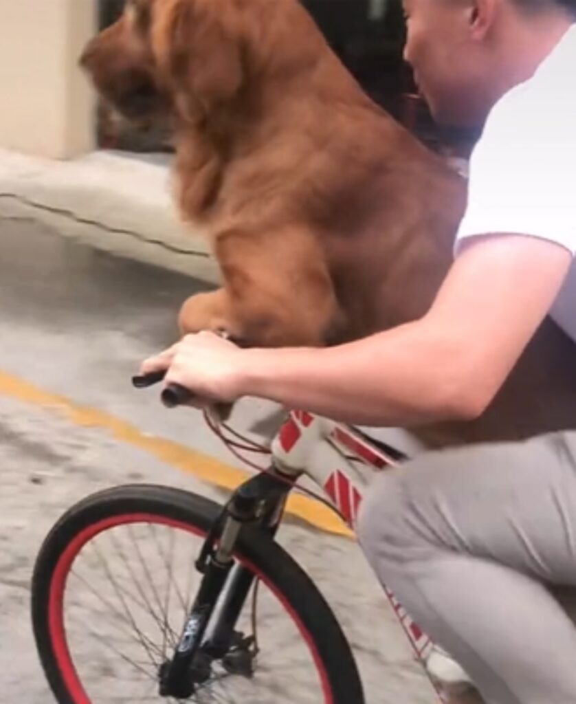 cane e uomo fanno giro in bici