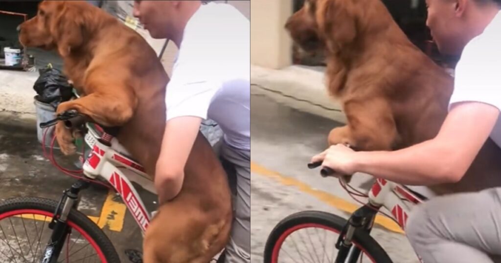 cane e uomo fanno giro in bici