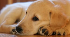 Golden Retriever non dormiva la notte e i suoi proprietari hanno fatto una sconcertate scoperta