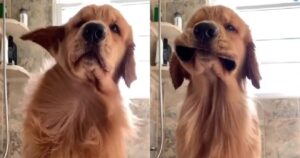 Golden Retriever Tucker adora farsi asciugare con il Phon (VIDEO)