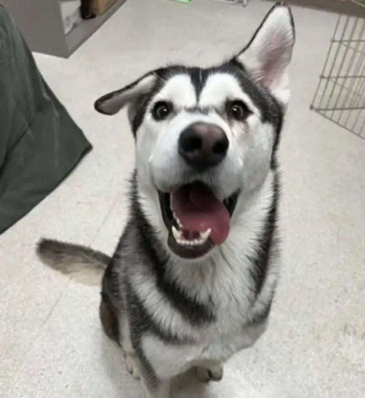 husky sorriso storto