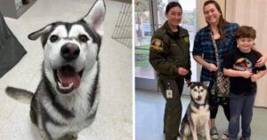 Cucciolo di Husky viene rifiutato per il suo “sorriso storto”. Una famiglia percorre migliaia di chilometri per lui