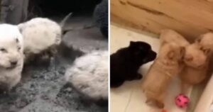 Cagnolina incinta viene abbandonata e partorisce in una stalla: la ritrovano in pessime condizioni (VIDEO)